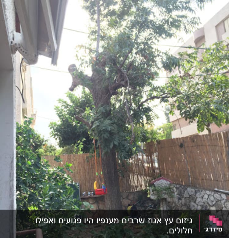 עץ גזום בחצר עם ענפים חתוכים